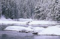 Stream and Pine Trees in Snow Royalty Free Stock Photo