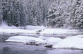 Stream and Pine Trees in Snow, Lake Tahoe, California Royalty Free Stock Photo