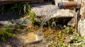 A stream of pure spring water surrounded by green leaves Royalty Free Stock Photo