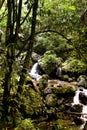 Stream in rainforest