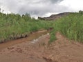 Stream Beside the Rio Chama near Abiquiu, New Mexico