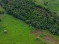 stream riparian forest