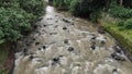 Stream river wildlife waterway trees rock rapid