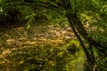 Stream with rocky bed flowing under shade trees Royalty Free Stock Photo