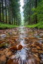 A stream running through a forest filled with rocks and trees Royalty Free Stock Photo