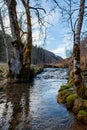 a stream running through a forest filled with trees and grass covered ground with a few dead trees in the foreground,