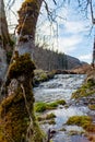 a stream running through a forest filled with trees and grass covered ground with a few dead trees in the foreground,