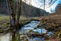 a stream running through a forest filled with trees and grass covered ground with a few dead trees in the foreground,