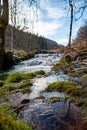 a stream running through a forest filled with trees and grass covered ground with a few dead trees in the foreground, Royalty Free Stock Photo