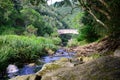 Stream running through indigenous forest - South Africa