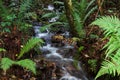 a stream running through a lush green forest filled with leaves Royalty Free Stock Photo