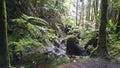 Stream running over rocks in a rain forest Royalty Free Stock Photo