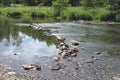 Stream of a running river stopped by stones