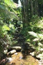 A stream running through a rocky streambed in a rain forest in Papaikou, Hawaii, USA Royalty Free Stock Photo