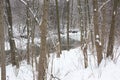 Stream running through snow covered winter forest Royalty Free Stock Photo