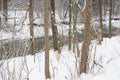 Stream running through snow covered wooded park Royalty Free Stock Photo