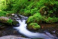 The stream running in the summer forest Royalty Free Stock Photo