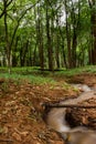 Stream running thtough a forrest Royalty Free Stock Photo