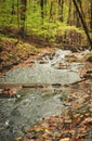 A stream with a small pool with fallen leaves