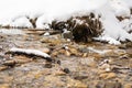 Stream in the snowy mountains. Mountain river. Carpathians. Ukraine. Selective focus Royalty Free Stock Photo