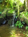 Stream in South African Indigenous Forest, Hogsback Royalty Free Stock Photo