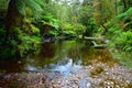 Stream, South Coast Track Royalty Free Stock Photo