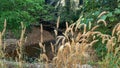 On a stream surrounded by reeds, beautiful bushes among nature.