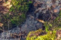 Stream in the Swedish Forest. Sustainability Concept