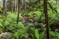 Stream in a thicket of green forest
