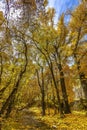Stream and trees with golden leaves under the sky Royalty Free Stock Photo