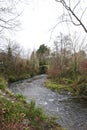 Stream with trees in Kenmare, Ireland