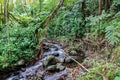 Stream in tropical rainforest, Big Island, Hawaii. Rocks in stream; bamboo, ferns, vines and other jungle plants.