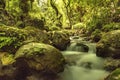 A stream in a verdant landscape