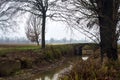 Stream of water bordered by a row of trees and a path with a small brick bridge in the italian countryside on a misty day Royalty Free Stock Photo