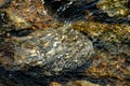 Stream with water flowing over rocks Royalty Free Stock Photo