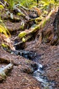 Stream of water in redwoods