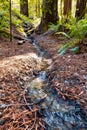 stream of water in redwoods