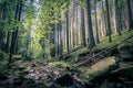 Stream of water on a rocky riverbed in a forest along the Monbachtal trail in Germany Royalty Free Stock Photo