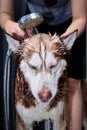 Stream of water from the shower is poured on the dog& x27;s head. Royalty Free Stock Photo