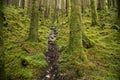 Stream in wild forest in Scotland