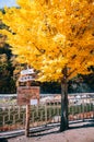 Stream, yellow autumn ginko tree at Baekdudaegan Mountain Range