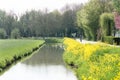 Stream with yellow rapeseed flowers