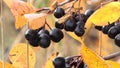 Streamers arranged mating games on the fruits and leaves