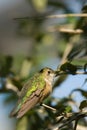 Streamertail hummingbird