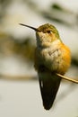 Streamertail hummingbird