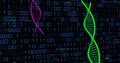 Streaming binary code across virtual data grid with neon green and magenta DNA helices, copy space Royalty Free Stock Photo