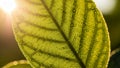 Streaming through the leaf creates a glowing effect emphasizing the Royalty Free Stock Photo