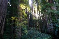 Streaming light amongst the tall trees of the Redwood forest Royalty Free Stock Photo