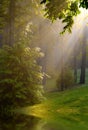 Streaming Sunshine in Woods Royalty Free Stock Photo