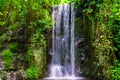 Streaming waterfall with many plants in a jungle scenery, beautiful nature background